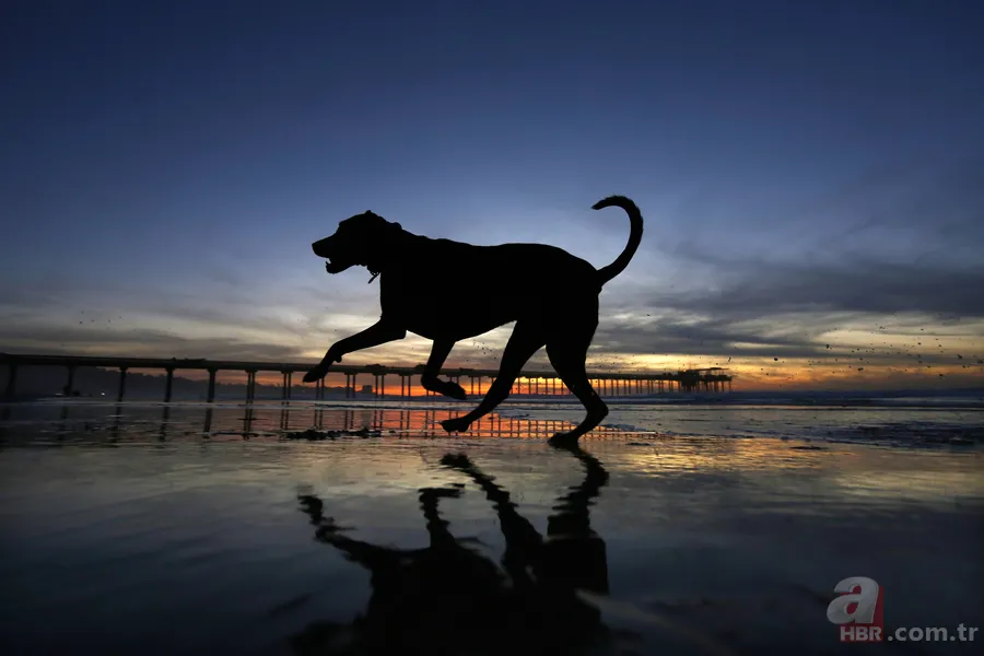 Köpekler gizlice dinleyerek öğreniyor! Kelime tanıma başarıları yüzde 80 çıktı 1