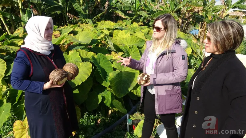 Dönümde 100 bin liraya kadar gelir sağlıyor! Uzakdoğu yemekleri sunan restoranlardan talep var 11