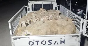 Hayvan pazarlığı hırsızlığa döndü!