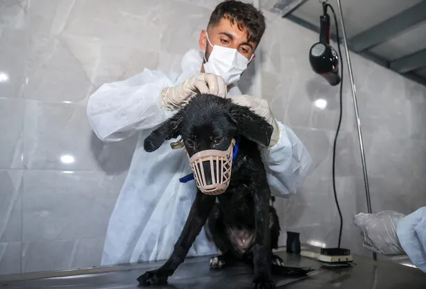 10-soruda-kuduz-hastaligi-kuduz-hastaligi-nedir-tedavisi-var-mi-insan-ve-hayvandaki-belirtileri-neler-kuduz-su-1668580881079.jpg 10 soruda KUDUZ HASTALIĞI | Kuduz hastalığı nedir, tedavisi var mı? İnsan ve hayvandaki belirtileri neler? Kuduz şüphesi olan biri ne yapmalı? - 5