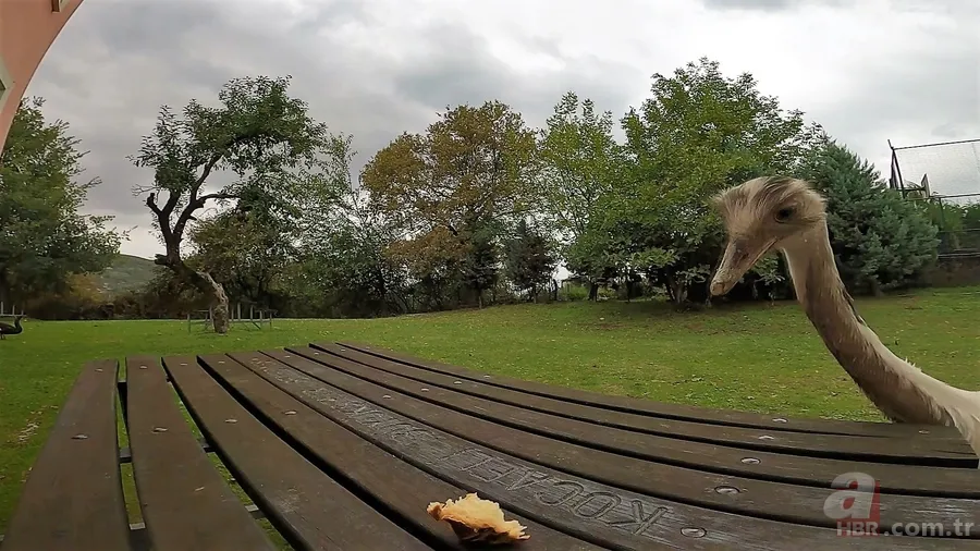 Her gün poğaçalar eksiliyordu! Bakın hırsız kim çıktı? Ne bulsa midesine indiriyor 6