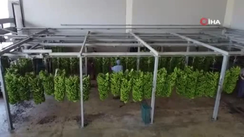 Muzun başkentinde hasat sezonu başladı