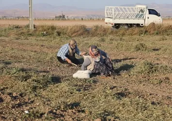 Fıstığı tarlada bıraktı vatandaş akın etti