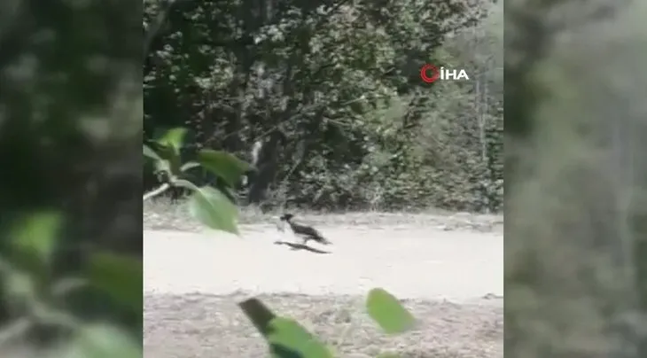 Ölümcül kapışma kamerada! Bakın karga ile yılan mücadelesinin kazananı kim oldu