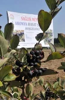 Aronya, Türk tarımına kazandırıldı