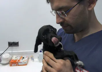 Vicdansızlar yavru köpeği bu hale getirdi