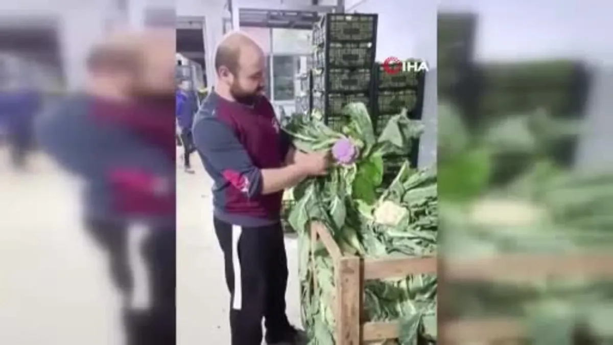 Balıkesir Bandırma halinde "Mor Karnabahar" şaşkınlığı