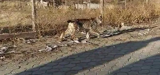 Vahşi vaşak hayvanı sokaklara indi! Bir köpek ve kediyi telef etti