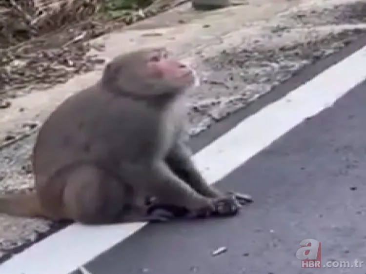 Maymun böyle kaçırdı! Halk seferber oldu 6