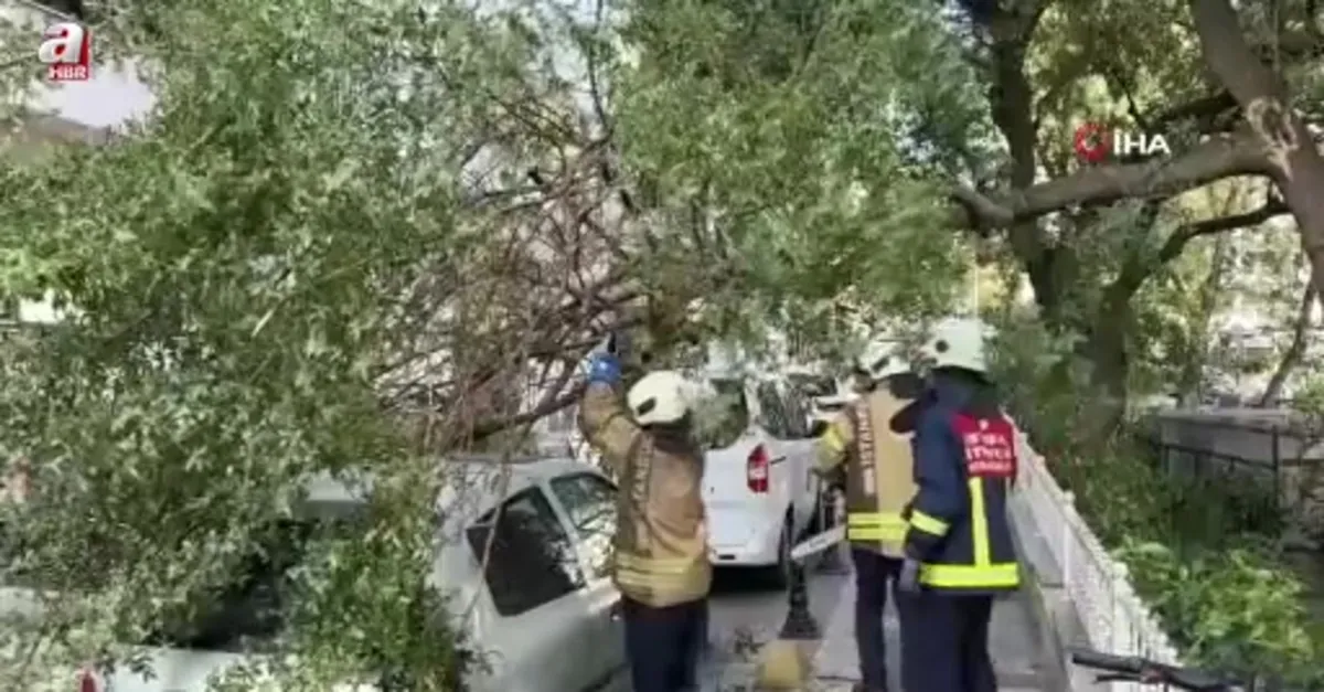 Ağaç dalı iki otomobilin üzerine devrildi