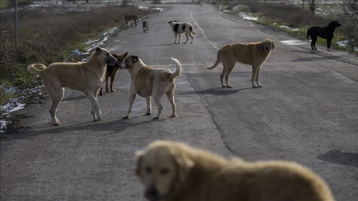 İşte sokak köpekleri için hazırlanan yasa teklifi Başıboş köpek sorununa