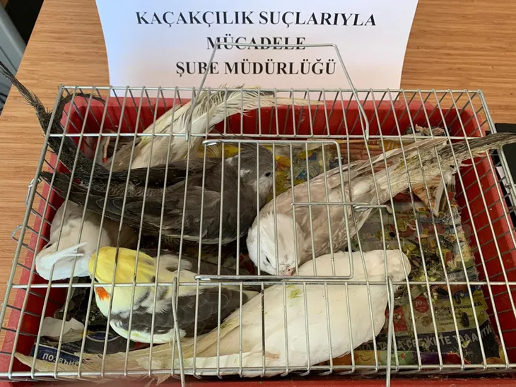 Kaçak papağan operasyonu: 45 papağana el konuldu - 1