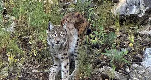 Ormanın hayaleti o ilimizde görüntülendi