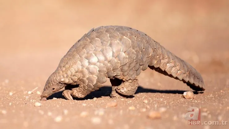 Pangolin koronavirüs taşıyıcısı çıktı! İşte Pangolinlerin yaşadığı ülkeler ve bölgeler... 10