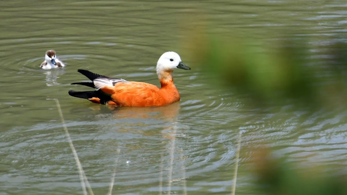 Yumurtadan çıkan angutlar doğayla buluştu