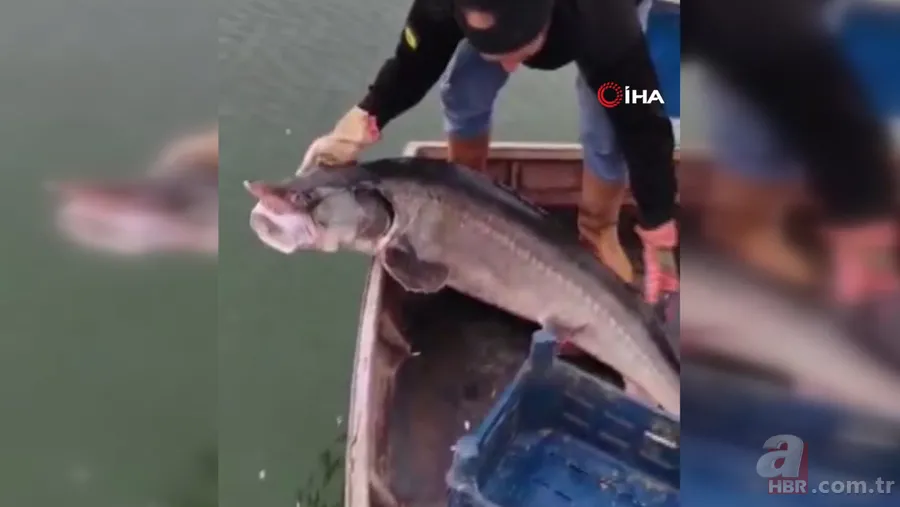 Balıkçının ağına takıldı! Havyarı 2 milyon liraya satılıyor 5