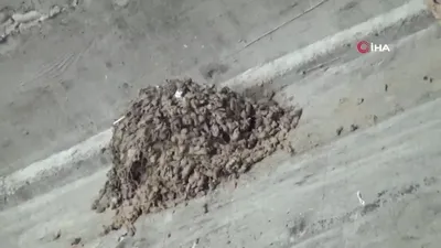 Gören şaştı kaldı! Kuş yuvasından çıkan şoke etti