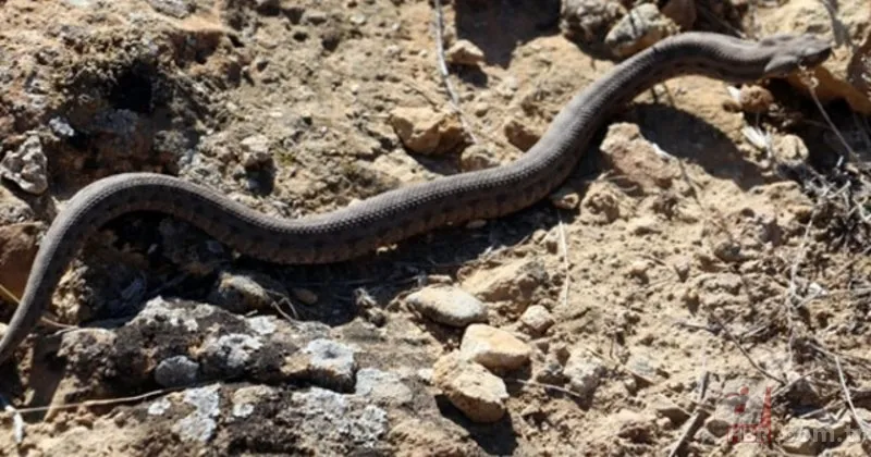 Bu yılanı görünce arkanıza bakmadan kaçın! Muş, Hakkari, Bingöl, Diyarbakır, Malatya… Türkiye’nin dört bir yanında görüldü! Tek ısırığıyla… 3