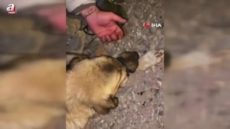Diyarbakır’da ağzı bağlanan köpeği polis ve vatandaşlar kurtardı