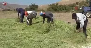 Asırlardır orakla pirinç hasadı yapılıyor