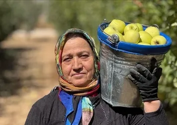 Elma diyarı Isparta'da hasat mesaisi!