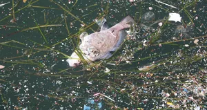 Uzman isimden İzmir Körfezi’ne çözüm önerisi