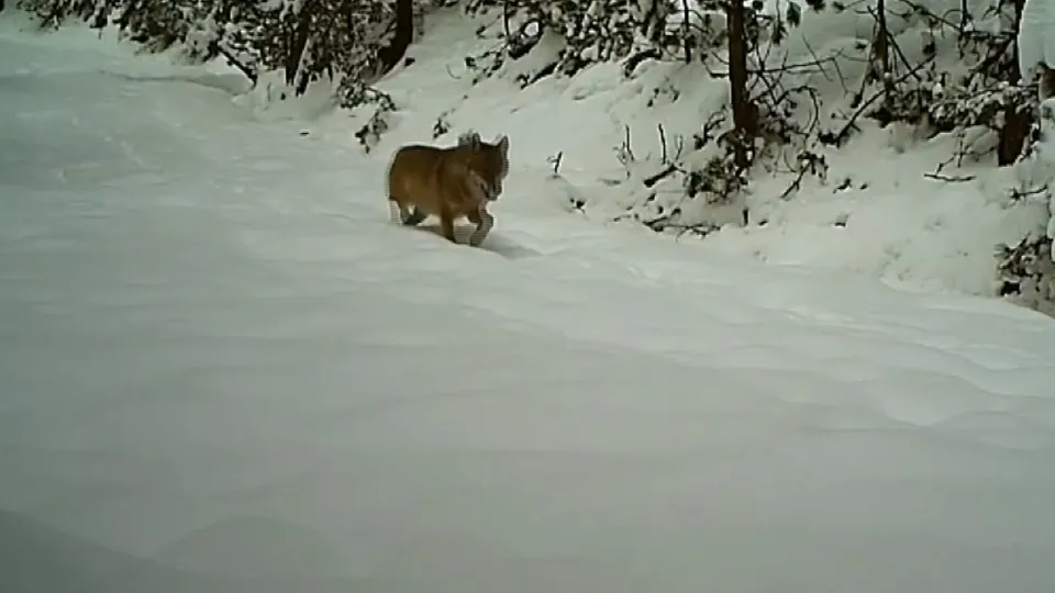 Geyik... Tilki... Domuz... Sosyal medyada beğeni yağdı! İşte vahşi doğadan görüntüler