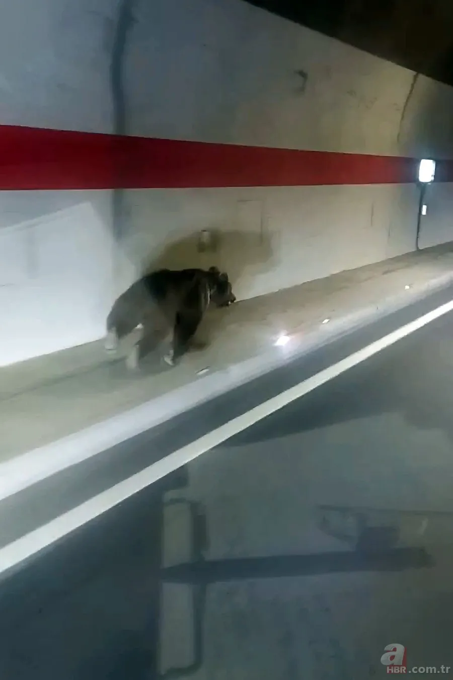 Yiyecek arayan ayı istikameti şaşırdı: Yolunu kısaltmak için tüneli kullandı 1