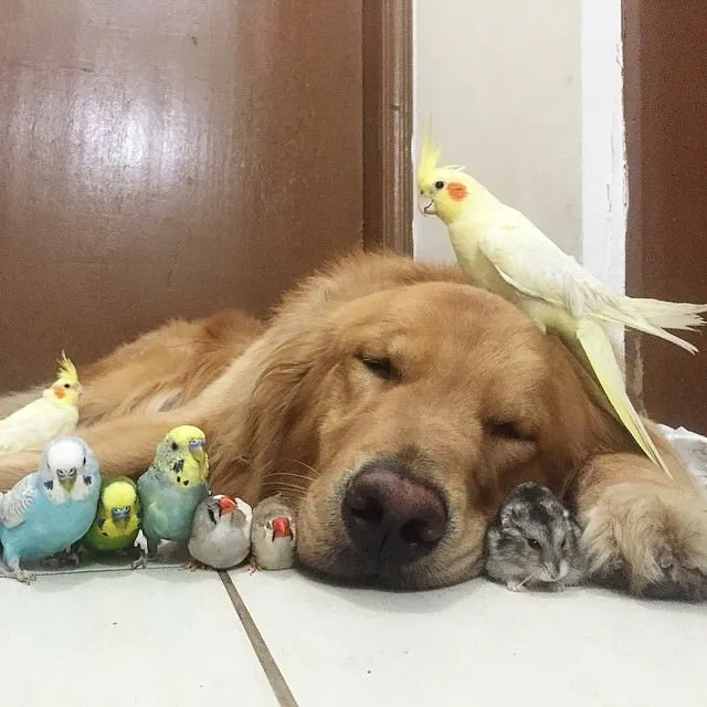 Bir köpek, bir hamster ve 8 kuşun dostluğu