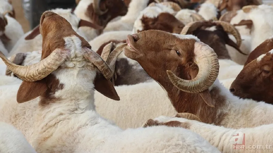 Bayram öncesi kurbanlık alacaklar dikkat: Hastalık geçmişini öğrenmek için bunu yapın 7