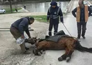 Bu nasıl işkence! Hiç vicdanları sızlamadı