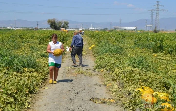 Ücretsiz dağıtıldı duyan akın etti! 220 dönümlük arazide rekor hasat! Üreticiler 600 tonu gözden çıkardı: Araçlarla gelip topladılar 11