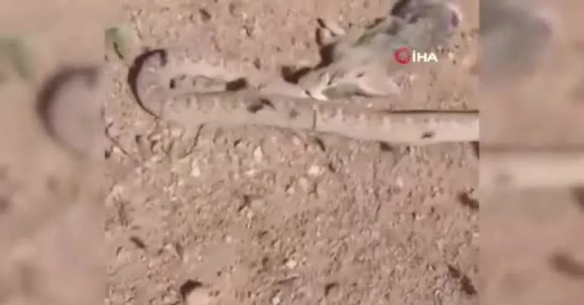 Hakkari'de eşine az rastlanan olay! Yılanın tavşan avı kamerada
