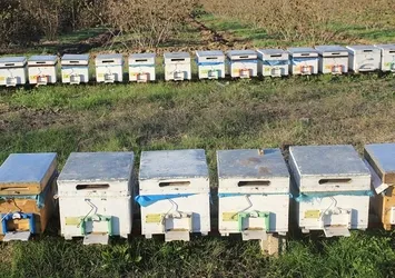 Arıcılara 67 milyon lira destekleme yapılacak