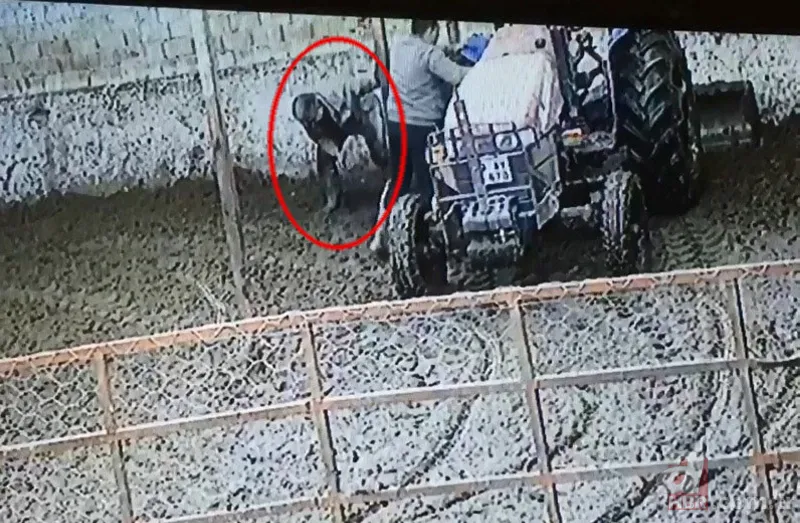 Kızgın boğa sahibine dehşeti yaşattı! 800 kiloluk Mosso böyle saldırdı 🐂 15