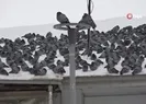 Kar sonrası güvercinlerden görsel şölen