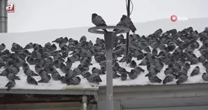 Kar sonrası güvercinlerden görsel şölen