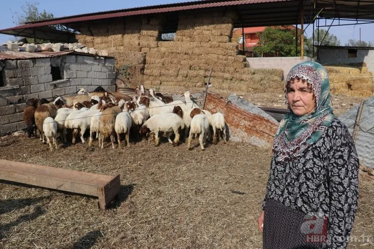 Adana’da koyunları çalınan Ayşe teyzenin gözyaşları dindi