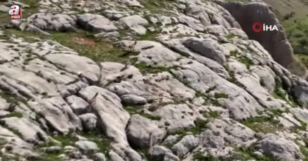 Dağ keçileri havadan görüntülendi