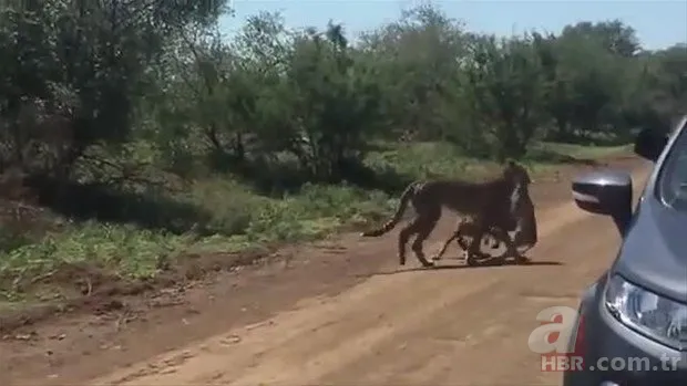Zürafa aslanlara yem olmaktan kurtulamadı! Vahşi doğanın acımasız yüzü 23