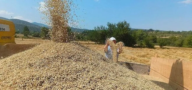 Tarihi 10 bin yıl öncesine dayanıyor! Siyez buğdayının hasadı başladı