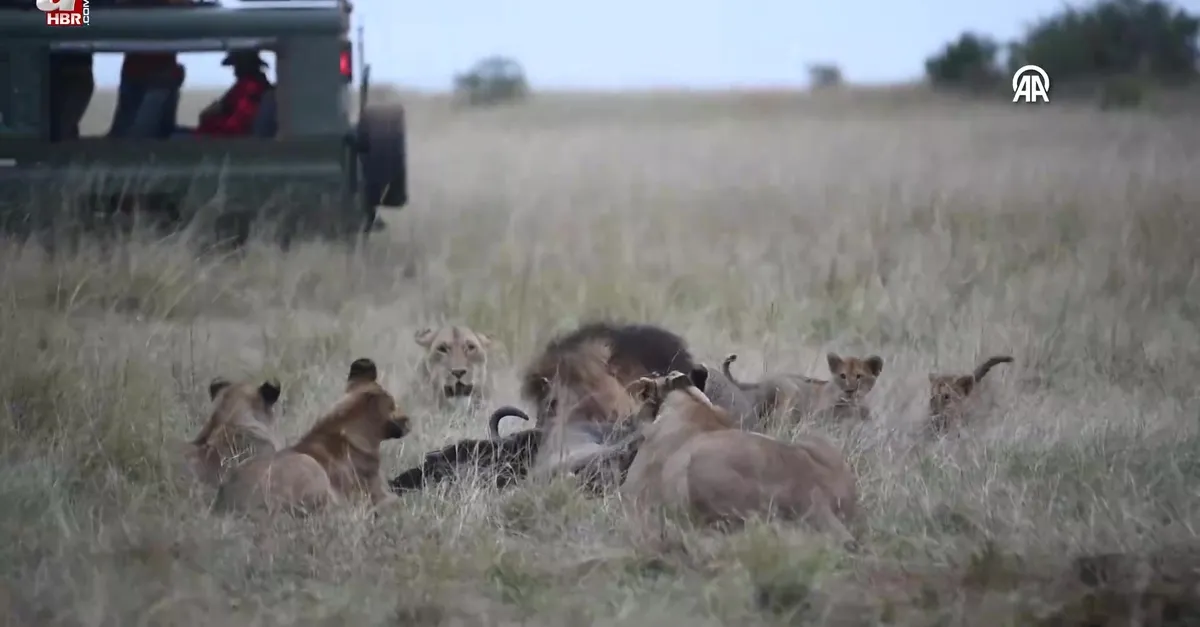 Kenya'da Dünya Aslan Günü