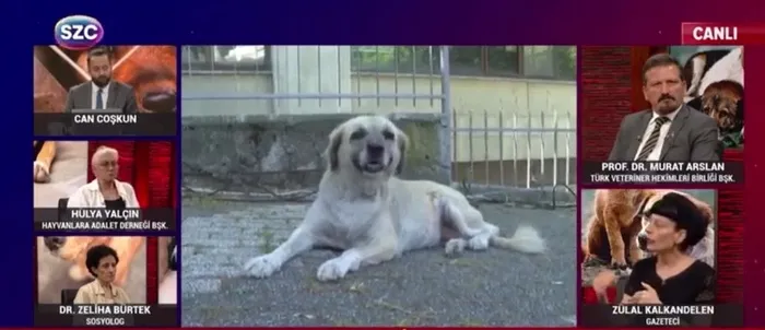 sokak-kopekleri-uzerinden-buyuk-provokasyon-sozcu-tvde-skandal-cagri-sokak-savaslari-baslar-1721892562266.jpg Sokak köpekleri üzerinden büyük provokasyon! Sözcü TV'de skandal çağrı: Sokak savaşları başlar - 7