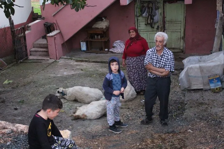 Aç kalan kurt sürüsü kangal köpeğini paramparça etti! Arabayla geçenler gözlerine inanamadı