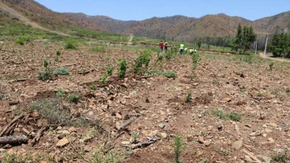 Marmaris’te geçen yıl alevlerin yuttuğu orman küllerinden doğuyor