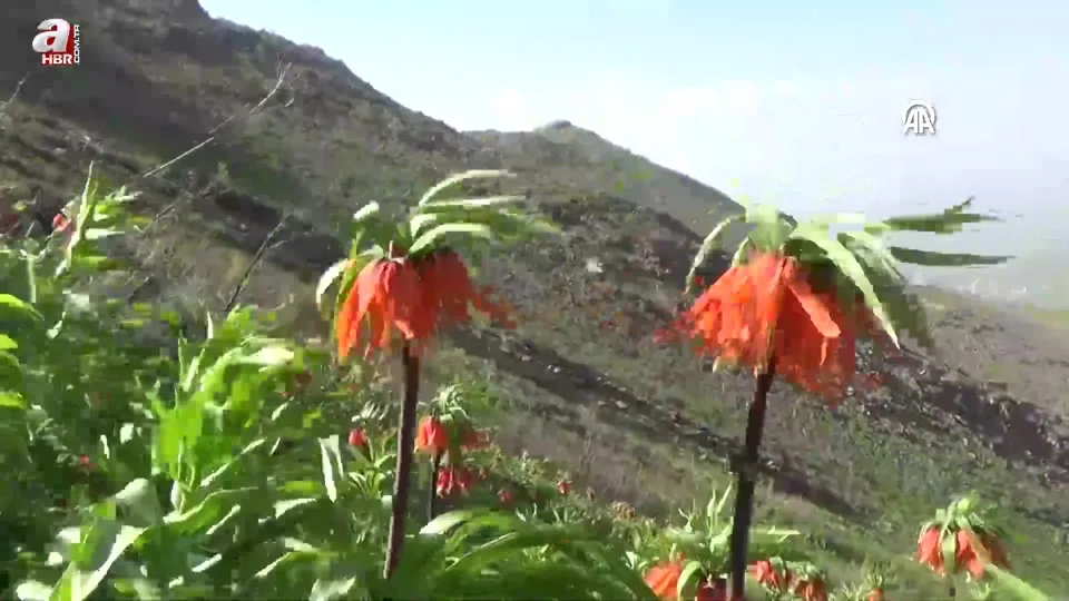 Doğaseverler ve fotoğraf tutkunları ters laleleri görüntüledi