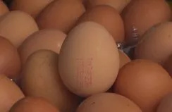 Organik yumurta hilesi!