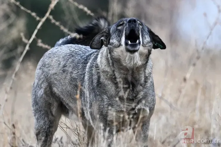 Tunahan Yılmaz'ın son durumu nasıl? Ankara'da sokak köpeklerinin saldırısına uğramıştı... 7