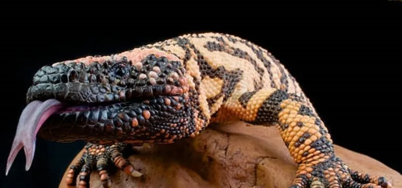 İnternetten satılık canavar! Dünyanın en zehirli kertenkelesi için ilan verdiler | “İstanbul’a elden teslim...”