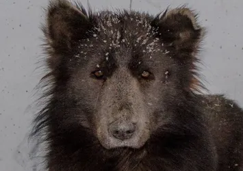 Köpek mi ayı mı? Görenler şaşırıp kaldı!